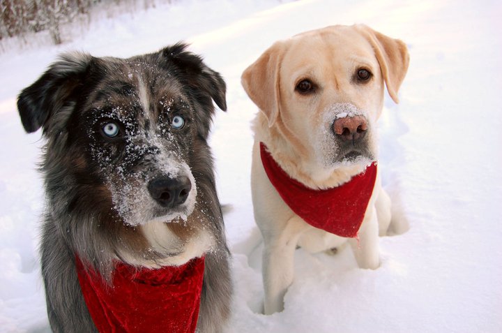 Magic och Charlie ser lika skeptiska ut över mina julkort som jag känner mig över hälsan :-P. December 2010