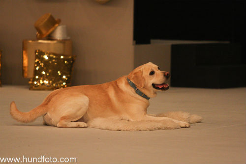 CharlieHund2010
