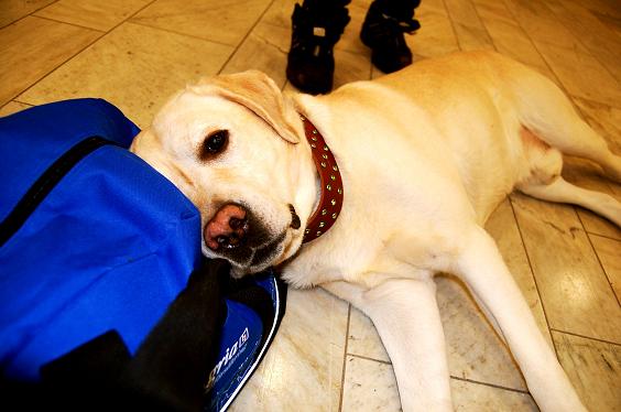 Hund2010 (7)