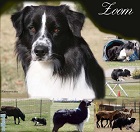 ZoomStam
