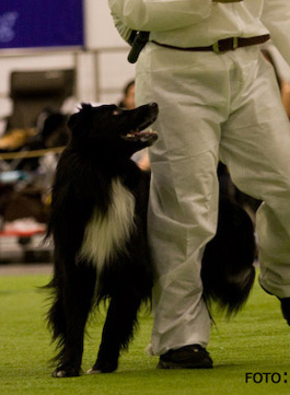 mydog2009